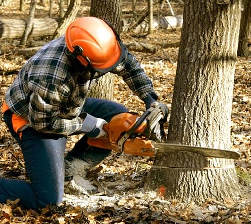 Tree Removal in Lynch Station, VA